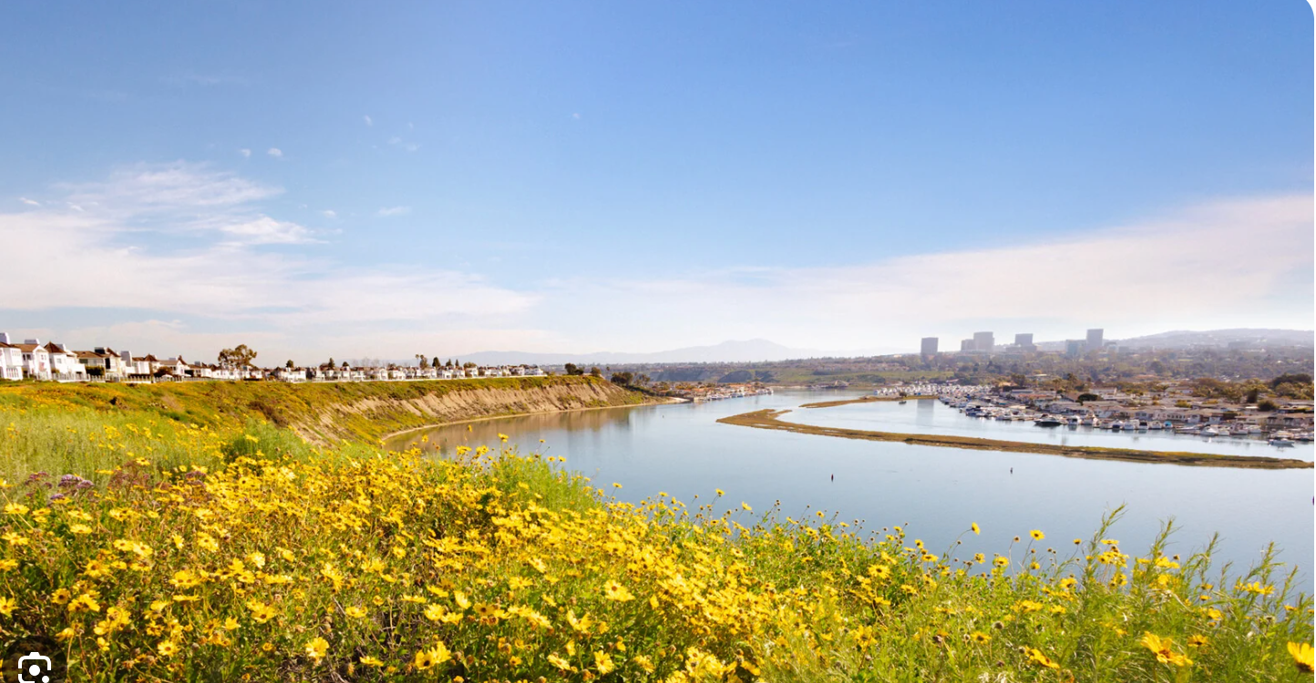 Coastal view in Newport Beach with wildflowers and water